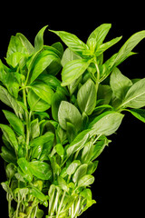 Basil Culinary Herb