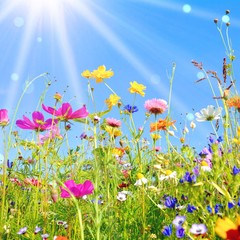 Fototapeta na wymiar bunte Blumenwiese - Grußkarte Wildblumen Wiese