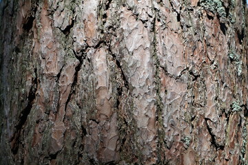 bark of a tree