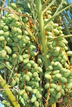 garden coquitos