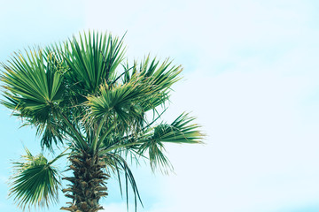 Fototapeta premium Green foliage palm trees.