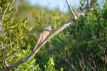 Yellow Billed Cuckoo bird perched on a branch in a national park