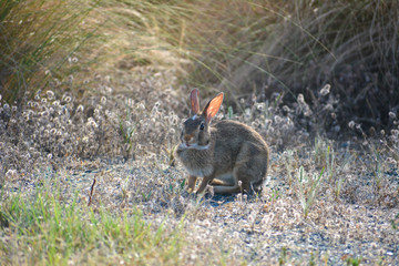 Rabbit in Assateague National Seashore