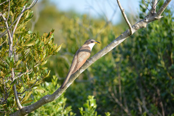 Yellow Billed Cuckoo bird perched on a branch in a national park