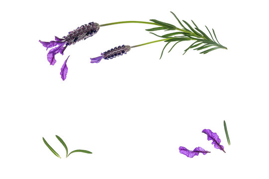 French Lavender Flowers, Petals And Leaves Isolated On White Background With Copy Space In Middle