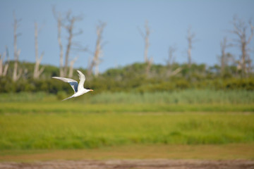 Forster's tern flying at Assateague Island National Seashore