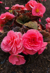 Beautiful flowers of terry orange begonia growing in the city garden.