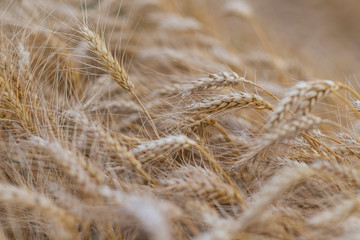Fototapeta premium Wheat field. Ears of golden wheat close up.