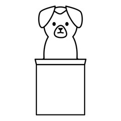 little dog adorable with carton box