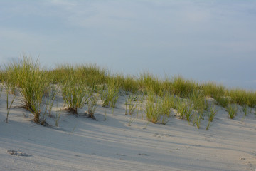 Sand dunes at Assateague Island National Seashore beach