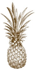 engraving illustration of baby pineapple
