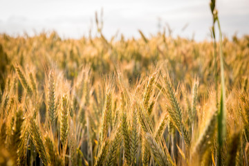 Rye on a cultivated field. Agricultural concept, cultivation of crops. Cultivated field with grain, rye against other cereals. The approaching harvest, the work of farmers.