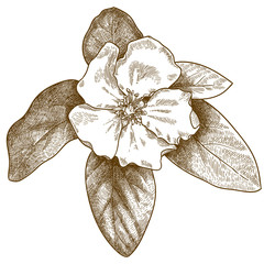 engraving illustration of quince flower