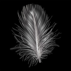Feather isolated.   Vector illustration.