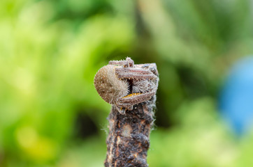 Tarantula At Rest