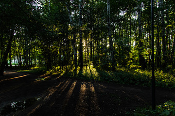 summer sunset in a young forest