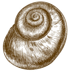 engraving illustration of snail shell