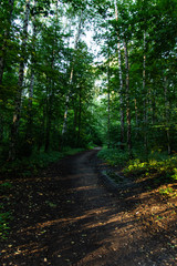 forest path in the rays of summer sunset