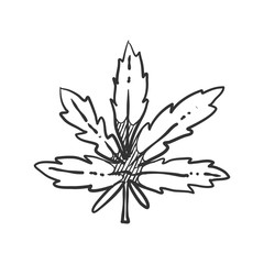 Cannabis leaves icon in sketch style. Vector illustration.