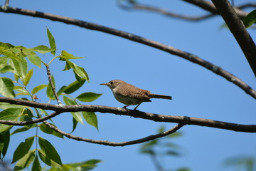 House Wren
