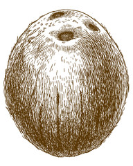 engraving illustration of coconut