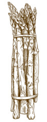 engraving illustration of asparagus