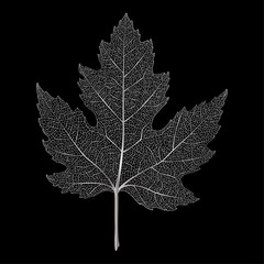 Leaf maple, isolated. Vector illustration