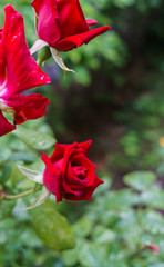 Beautiful red flowers of spray roses with a garden in the village. Summer landscape.