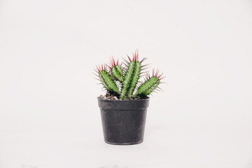 Cactus in a small pot on a light, white background. Concept of beautifying a house with succulents, cactuses. A green cactus in a plastic pot.