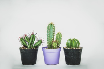 Different types of cactus in a small pot on a light, white background. Concept of beautifying a house with succulents, cactuses. A green cactus in a plastic pot.