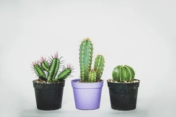 Zelfklevend Fotobehang Cactus in pot Verschillende soorten cactus in een kleine pot op een lichte, witte achtergrond. Concept van het verfraaien van een huis met vetplanten, cactussen. Een groene cactus in een plastic pot.