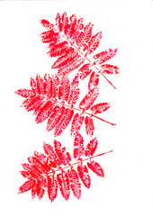 Hand dabstract, art, artistic, ash, aucuparia, backdrop, background, berries, branch, bright, brush, closeup, cluster, colrawn red watercolor rowan leaves on white background. Seamless autumn pattern.