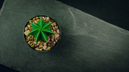Cactus in a small pot on a dark, stone background. Concept of beautifying a house with succulents, cactuses. A green cactus in a plastic pot.