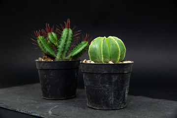 Cactus in a small pot on a dark, stone background. Concept of beautifying a house with succulents, cactuses. A green cactus in a plastic pot.