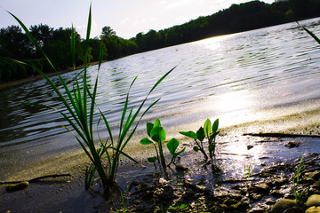 water lilies on the river Bank