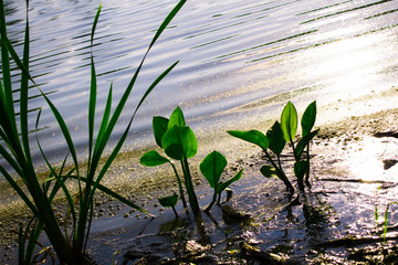 river plants