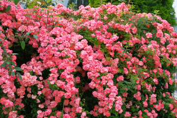 Pink blooming rose bush. Roses background in flowers garden. Bulgarian aromatic rose valley.
