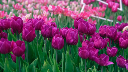 Fototapeta premium Amazing puple and pink tulips in the orangery. Diversity of tones of pink color.