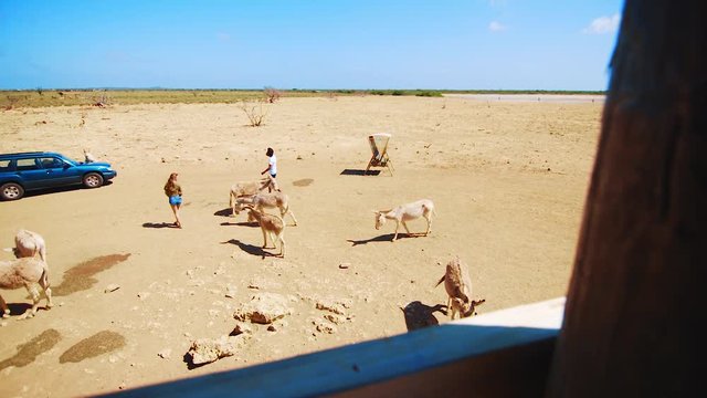 Young male and female walk through a group of adorable donkeys in a sanctuary in Bonaire, Caribbean