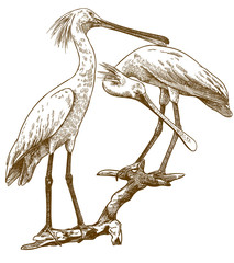 engraving illustration of two eurasian spoonbills