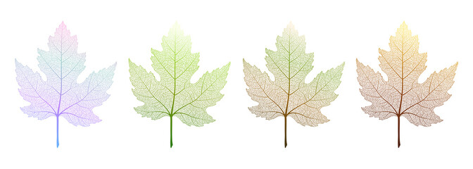 Colored maple leavest . Vector illustration