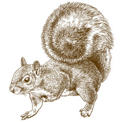 engraving illustration of eastern gray squirrel - obrazy, fototapety, plakaty