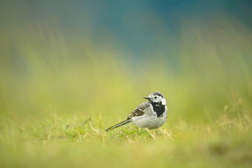 A young white wagtail jumping around 