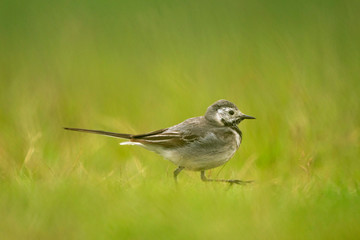 A young white wagtail jumping around 