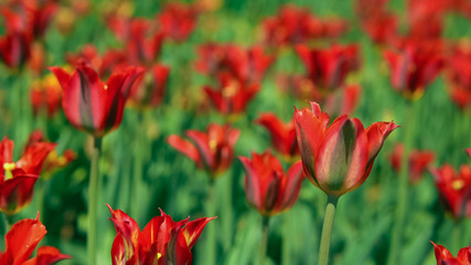 Rare sort of dutch tulips in botanical garden. Shaking greenery by the cool wind.