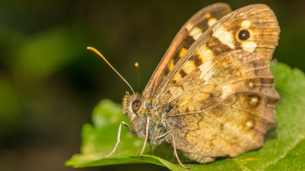Schmetterling auf einem Blatt