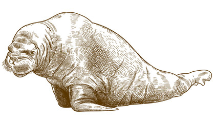 engraving antique illustration of walrus