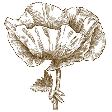 engraving illustration of poppy flower