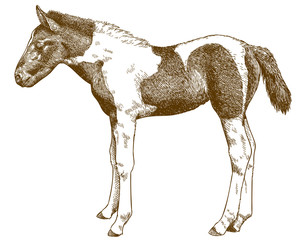 engraving antique illustration of horse foal