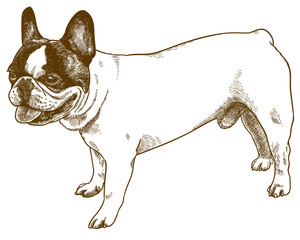 engraving  antique illustration of french bulldog